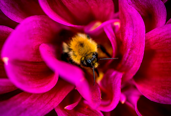 Botanical print close up of bumble bee in fuchsia flower 