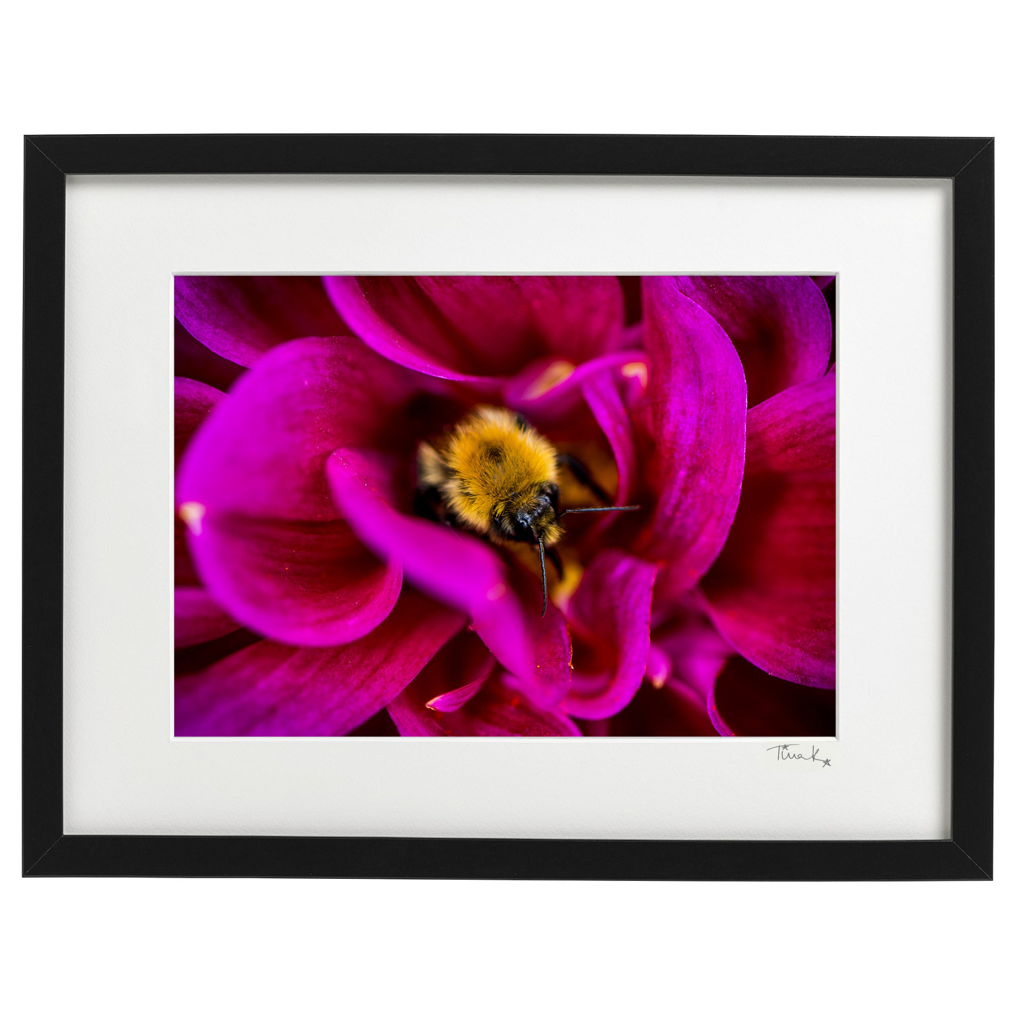 Framed botanical print close up of bumble bee in fuchsia flower 